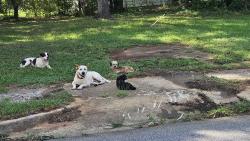 Found/Stray Unknown Dog last seen Case Ave, Spartanburg, SC 29301