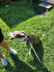 Found/Stray Female Dog last seen Hwy 707 near Leonard Lane and Hwy 31, Myrtle Beach, SC 29588