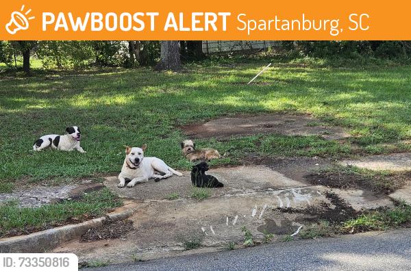 Found/Stray Unknown Dog last seen Case Ave, Spartanburg, SC 29301