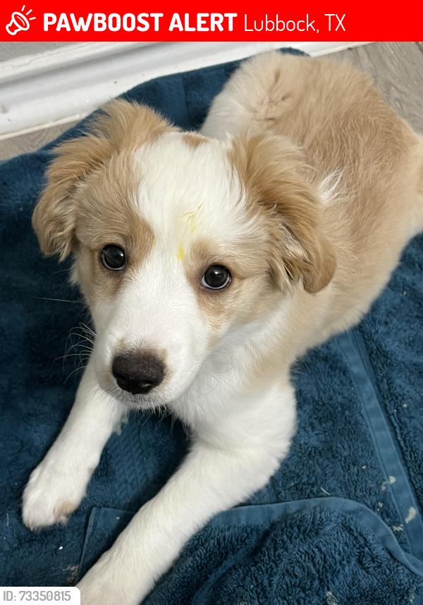 Lost Male Dog last seen United market street, Lubbock, TX 79423