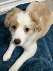 Lost Male Dog last seen United market street, Lubbock, TX 79423