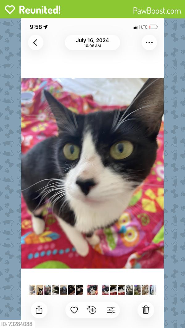 Reunited Female Cat last seen Spring Park Apartments, El Paso, TX 79925