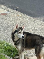 Found/Stray Unknown Dog last seen Near Willard street, Philadelphia, PA 19129