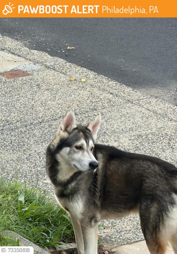 Found/Stray Unknown Dog last seen Near Willard street, Philadelphia, PA 19129