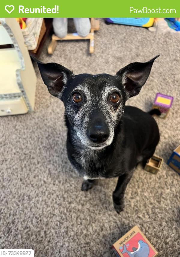 Reunited Male Dog last seen N Rutherford and Gold Valley, Murfreesboro, TN 37130