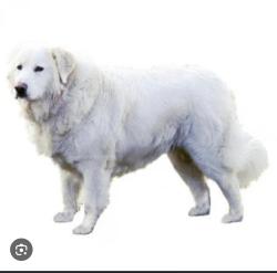 Reunited Male Dog last seen Wesley and palomar, Wildomar, CA 92595