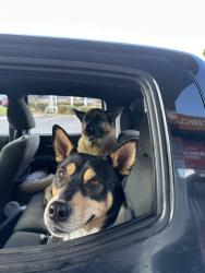 Reunited Male Dog last seen Near Sacramento drive, Virginia Beach, VA 23456