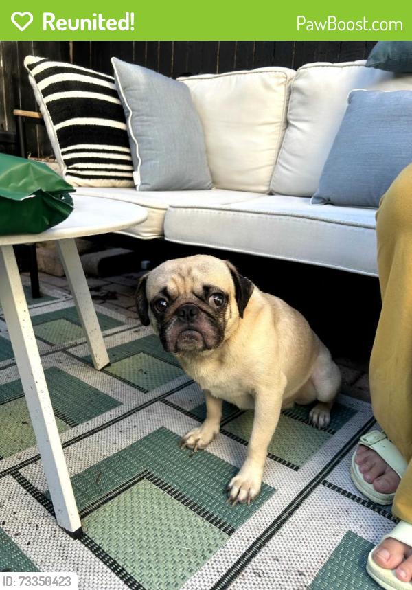 Reunited Male Dog last seen Berks and Sepviva, Philadelphia, PA 19125