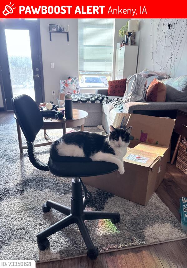 Lost Female Cat last seen NW Ash and NW 32nd, Ankeny, IA 50023