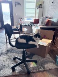 Lost Female Cat last seen NW Ash and NW 32nd, Ankeny, IA 50023