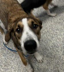 Shelter Stray Male Dog last seen Near S Golden Road, Golden, CO, 80401, 580 McIntyre St, Golden, CO 80401, USA
