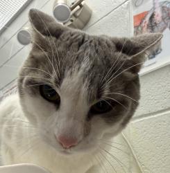 Shelter Stray Female Cat last seen Kipling and 38th, Wheat Ridge, CO, 80033, 580 McIntyre St, Golden, CO 80401, USA