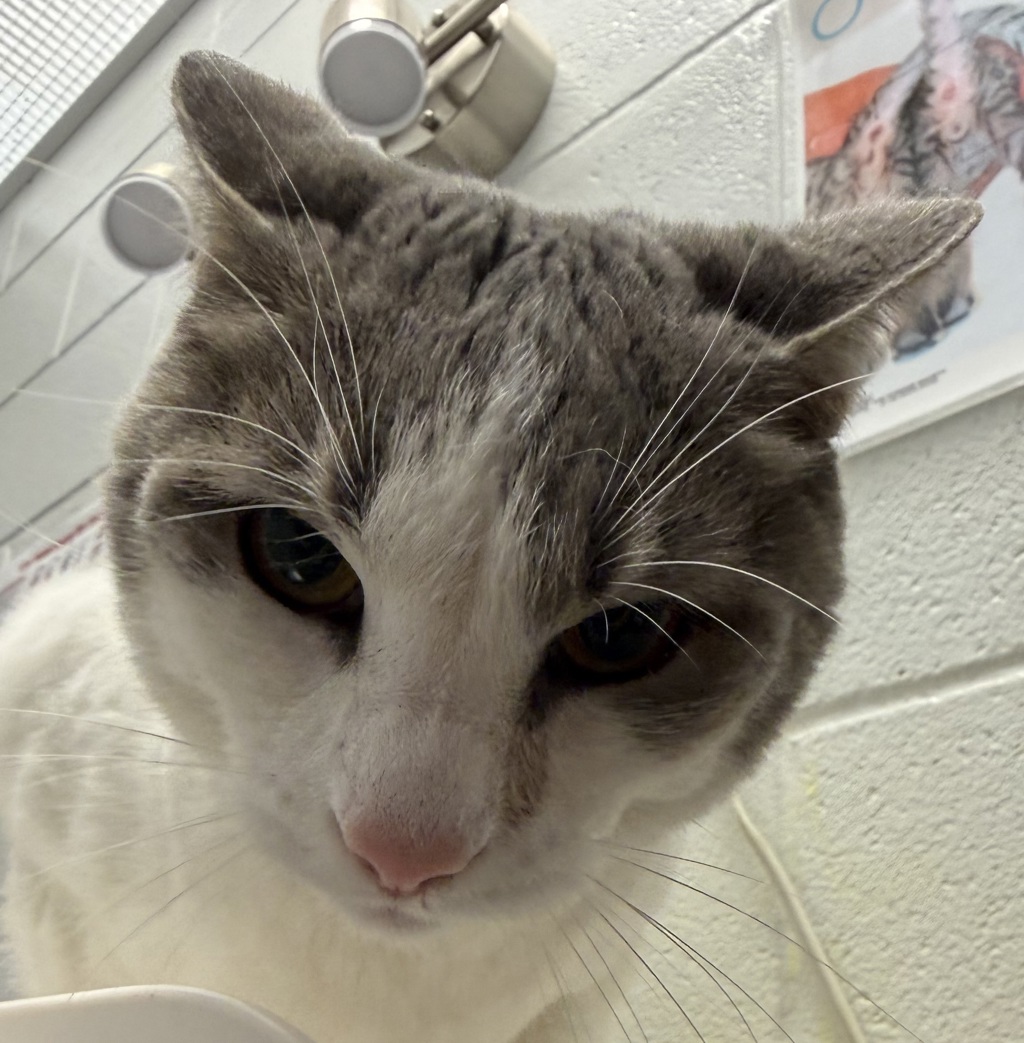 Shelter Stray Female Cat last seen Kipling and 38th, Wheat Ridge, CO, 80033, 580 McIntyre St, Golden, CO 80401, USA