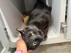 Shelter Stray Male Cat last seen Near Walton Avenue, BRONX, NY, 10453, 326 E 110th St, New York, NY 10029, USA