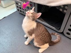 Shelter Stray Male Cat last seen E, NEW YORK, NY, 10029, 326 E 110th St, New York, NY 10029, USA