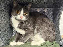 Shelter Stray Female Cat last seen Apt 4A,1447 Longfellow Avenue, BRONX, NY, 10459, 326 E 110th St, New York, NY 10029, USA