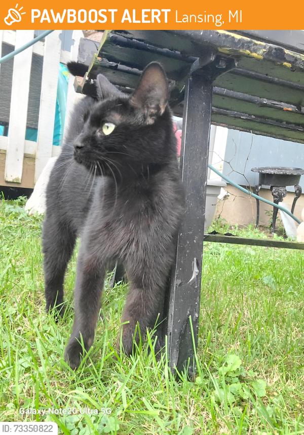 Found/Stray Unknown Cat last seen Miller Rd and Haag and Grovenburg, Lansing, MI 48911