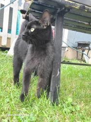 Found/Stray Unknown Cat last seen Miller Rd and Haag and Grovenburg, Lansing, MI 48911