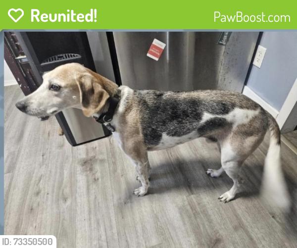 Reunited Male Dog last seen Bramton Rd, Wilmington, NC 28405
