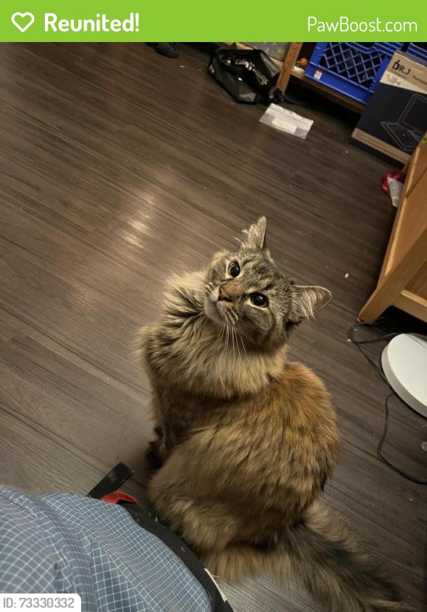 Reunited Female Cat last seen Building 711, New York, NY 10009