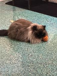 Reunited Male Cat last seen 9th Ave W and 47th St Bradenton, Bradenton, FL 34209