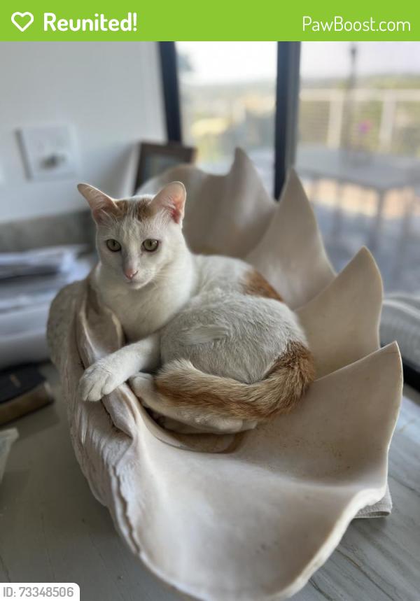 Reunited Male Cat last seen Fuerte dr& Sierra vista, La Mesa, CA 91944