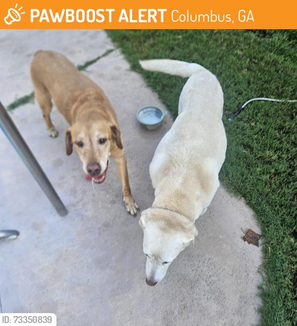 Found/Stray Male Dog last seen Headquarters Nissan whitesville rd Columbus ga, Columbus, GA 31904