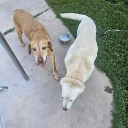 Found/Stray Male Dog last seen Headquarters Nissan whitesville rd Columbus ga, Columbus, GA 31904