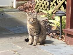 Lost Male Cat last seen Waynewood neighborhood, Alexandria, VA 22308