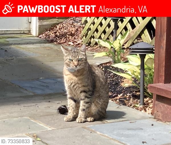 Lost Male Cat last seen Waynewood neighborhood, Alexandria, VA 22308