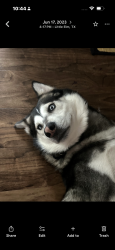 Lost Male Dog last seen McDonald, McKinney, TX 75069