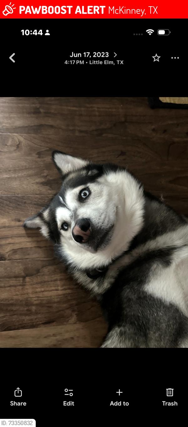 Lost Male Dog last seen McDonald, McKinney, TX 75069