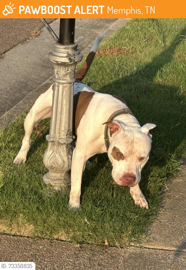 Found/Stray Male Dog last seen Raspberry lane near Autumndale, Memphis, TN 38016