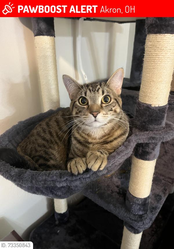 Lost Male Cat last seen Glenwood ave, Akron, OH 44310