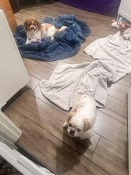 Found/Stray Unknown Dog last seen 7th Ave and Glendale, Phoenix, AZ 85021