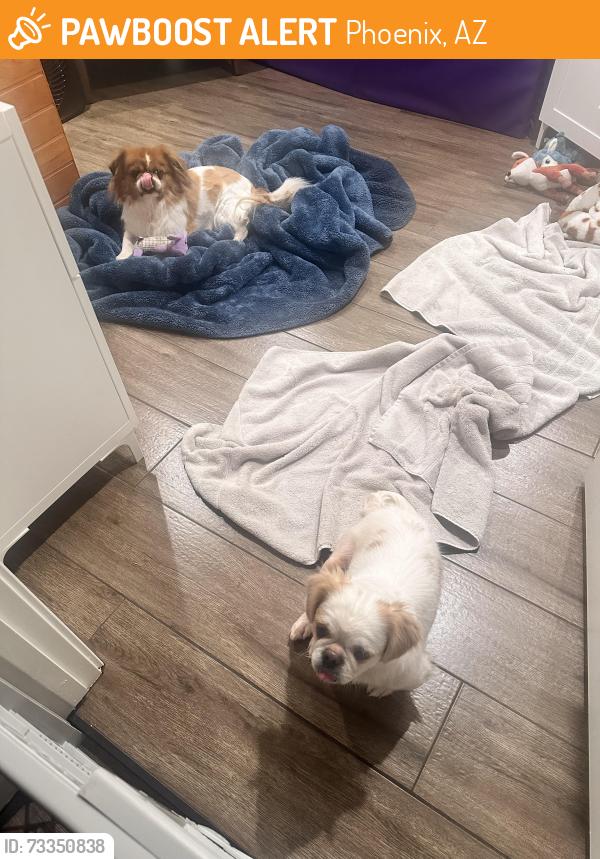 Found/Stray Unknown Dog last seen 7th Ave and Glendale, Phoenix, AZ 85021