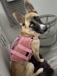 Lost Female Dog last seen Ross and Fremont, Alhambra, CA 91803
