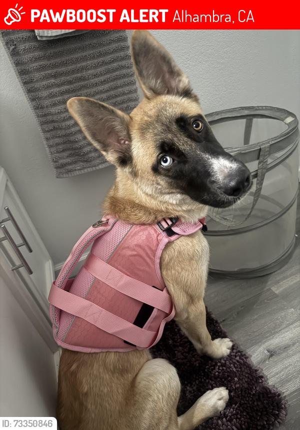 Lost Female Dog last seen Ross and Fremont, Alhambra, CA 91803