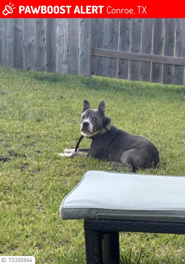 Lost Male Dog last seen Las Cuevas dr, Conroe, TX 77301