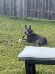 Lost Male Dog last seen Las Cuevas dr, Conroe, TX 77301