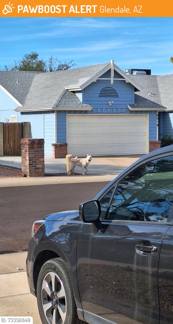 Found/Stray Unknown Dog last seen Peoria and 67th, Glendale, AZ 85304