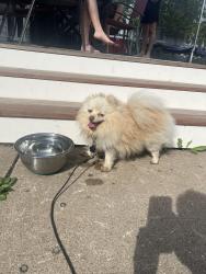 Reunited Male Dog last seen 3rd and Cypress, Saint Paul, MN 55106