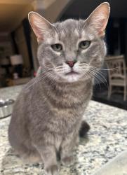 Reunited Female Cat last seen E Georgia Rd and Scuffletown Rd, Simpsonville, SC 29681