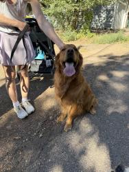 Found/Stray Unknown Dog last seen Old Colorado City, Colorado Springs, CO 80904