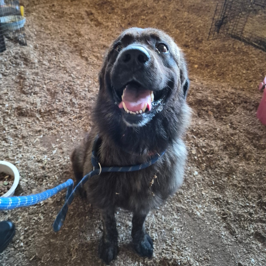 Shelter Stray Female Dog last seen , 4900 Milgen Rd, Columbus, GA 31907, USA