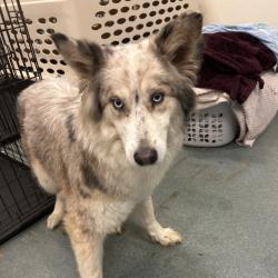 Shelter Stray Female Dog last seen , 2451 N Expressway 281, Edinburg, TX 78541, USA