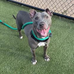 Shelter Stray Female Dog last seen , Animal Care & Control Team of Philly, 111 W Hunting Park Ave, Philadelphia, PA 19140, USA