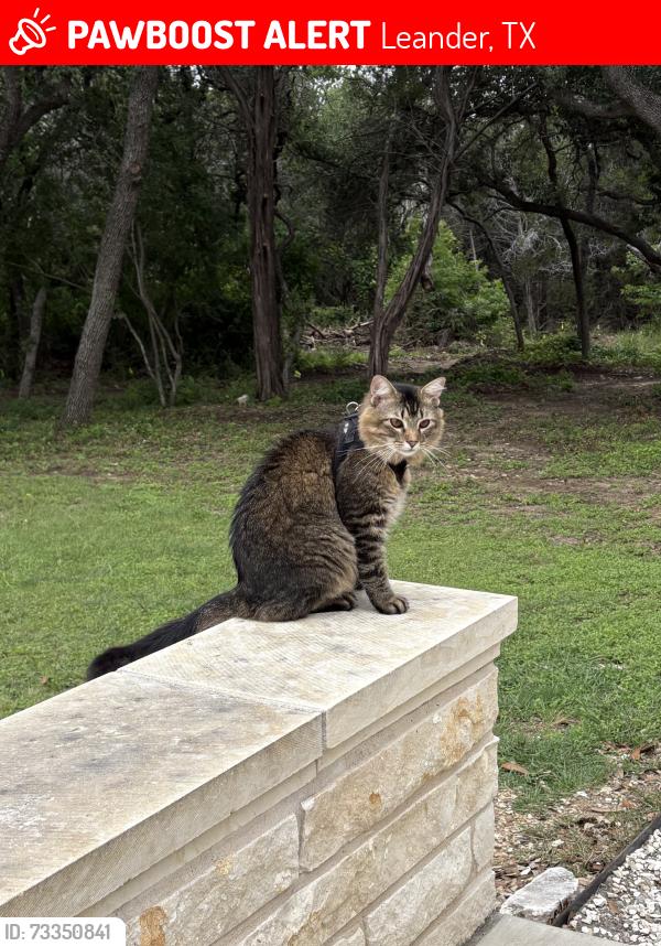 Lost Male Cat last seen Round Mountain Baptist Church on Fulkes Rd and Round Mountain Rd, Leander, TX 78641