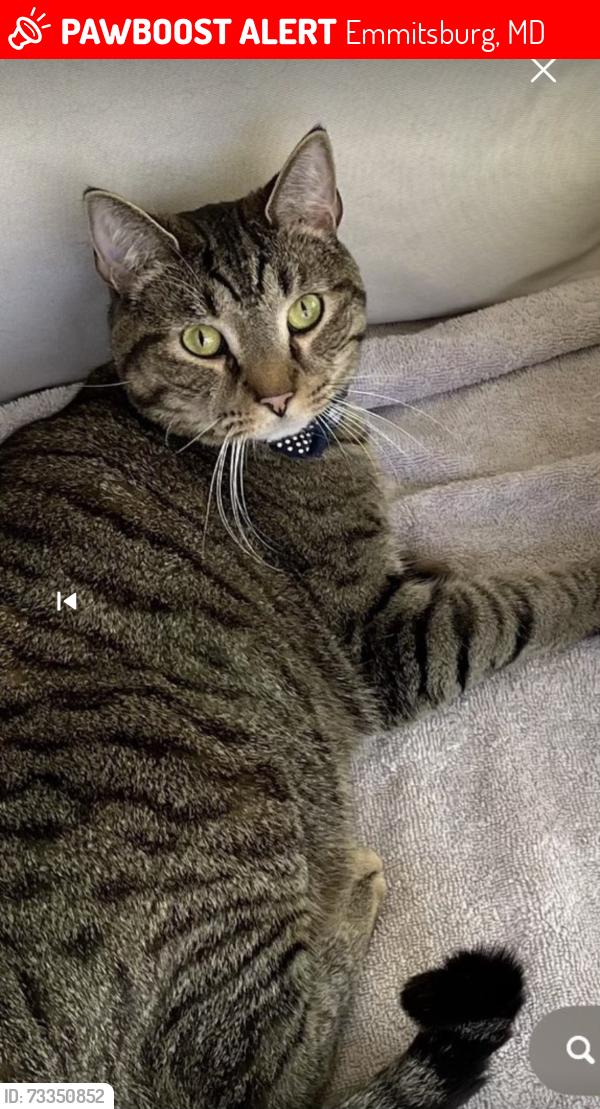Lost Male Cat last seen Brookfield Drive, Emmitsburg, MD 21727