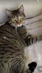 Lost Male Cat last seen Brookfield Drive, Emmitsburg, MD 21727